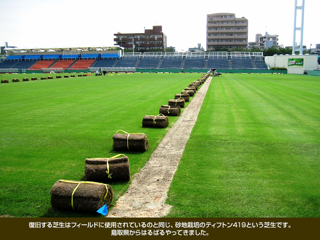 復旧する芝生はフィールドに使用されているのと同じ、砂地栽培のティフトン419という芝生です。鳥取県からはるばるやってきました。