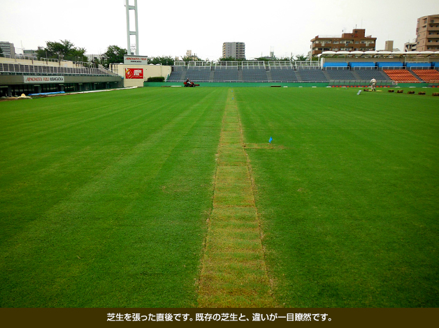 芝生を張った直後です。既存の芝生と、違いが一目瞭然です。