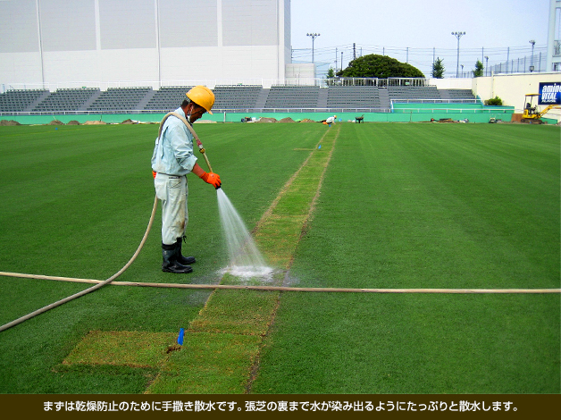 まずは乾燥防止のために手撒き散水です。張芝の裏まで水が染み出るようにたっぷりと散水します。