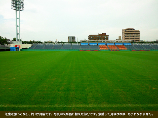 芝生を張ってから、約1か月後です。写真中央が張り替えた部分です。意識して見なければ、もうわかりません。