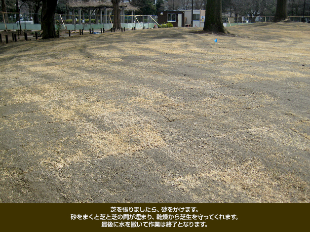 芝を張りましたら、砂をかけます。 砂をまくと芝と芝の間が埋まり、乾燥から芝生を守ってくれます。 最後に水を撒いて作業は終了となります。