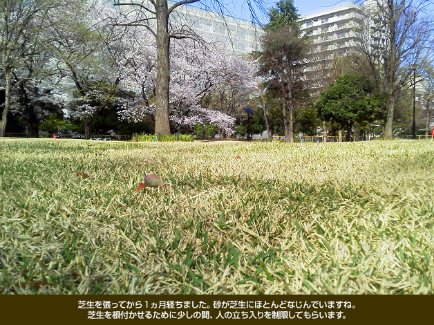 芝生を張ってから1ヵ月経ちました。砂が芝生にほとんどなじんでいますね。芝生を根付かせるために少しの間、人の立ち入りを制限してもらいます。