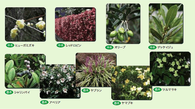 適している植物一覧