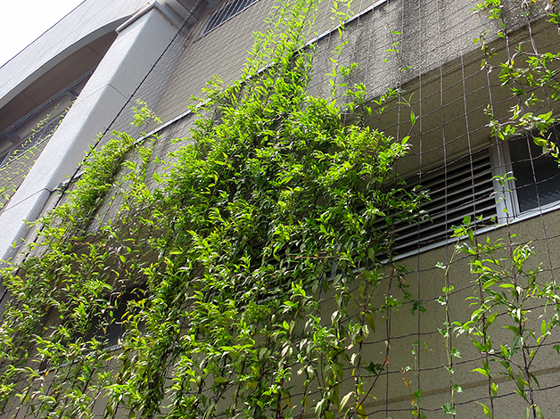 県立越ヶ谷高等学校体育館壁面緑化工事の写真1