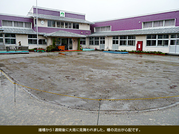 播種から1週間後に大雨に見舞われました。種の流出が心配です。