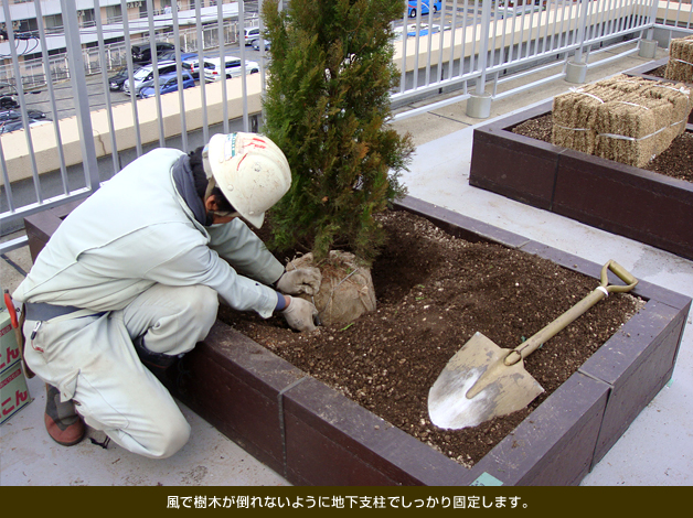 風で樹木が倒れないように地下支柱でしっかり固定します。