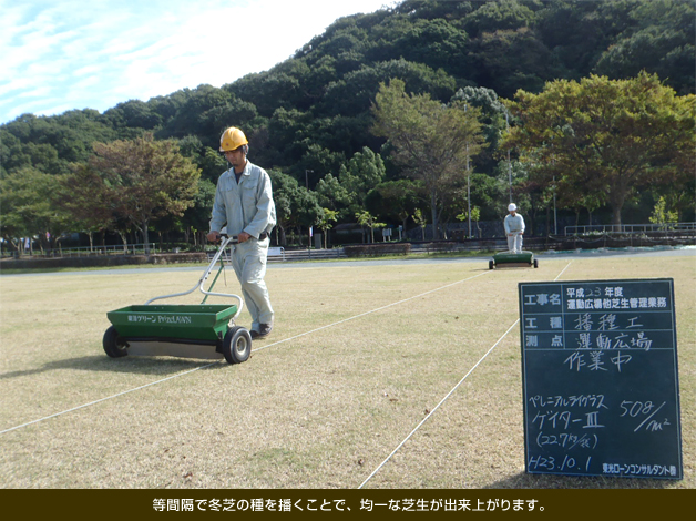 等間隔で冬芝の種を播くことで、均一な芝生が出来上がります。