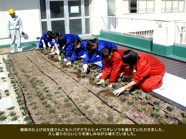 植栽の仕上げは生徒さんにもシバザクラとヒメイワダレソウを植えていただきました。久し振りの土いじりを楽しみながら植えていました。