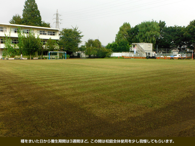 種をまいた日から養生期間は3週間ほど。この間は校庭全体使用を少し我慢してもらいます。