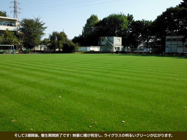 そして3週間後、養生期間終了です！無事に種が発芽し、ライグラスの明るいグリーンが広がります。